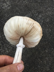 Macrolepiota dolichaula