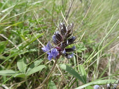 Pediomelum cuspidatum