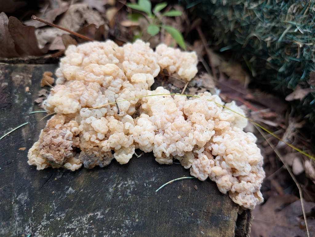 white jelly fungus · September 2026 · photo: Photo: no rights reserved · iNaturalist