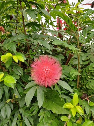 Calliandra trinervia observed 2026-01-20
