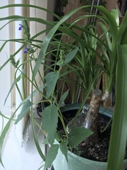 Lamiaceae