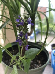 Lamiaceae