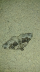 Epirrhoe galiata
