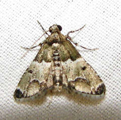 Arescoptera idiotypa