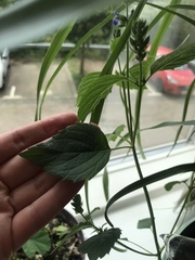 Lamiaceae