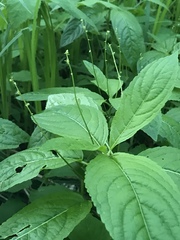 Mercurialis perennis