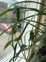 Lamiaceae