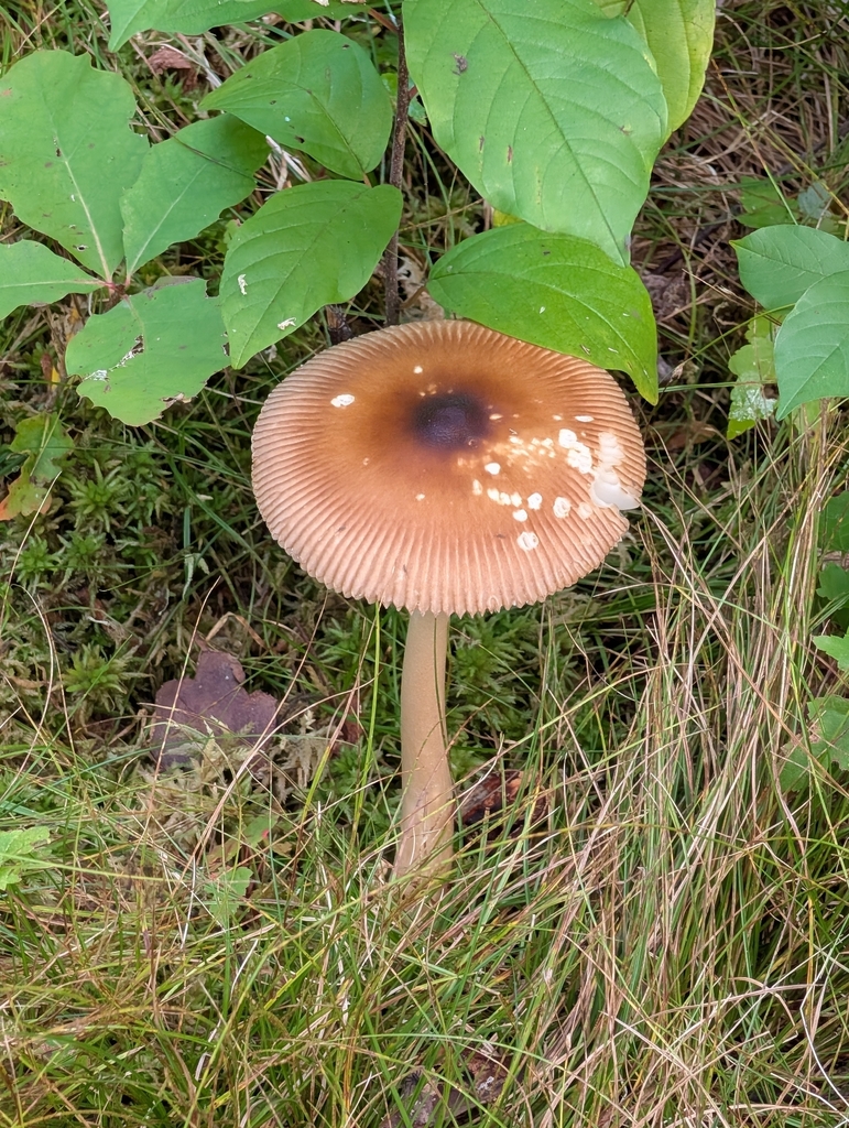 Tawny Grisette · September 2026 · photo: Photo: no rights reserved · iNaturalist