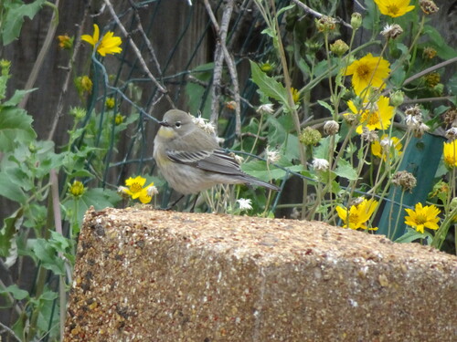 Yellow-rumped Warbler