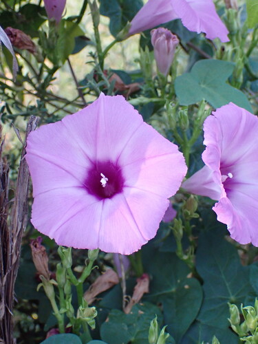 Tievine