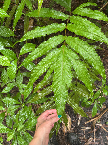 Tectaria incisa observed 2026-08-31