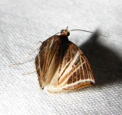 Phrataria transcissata