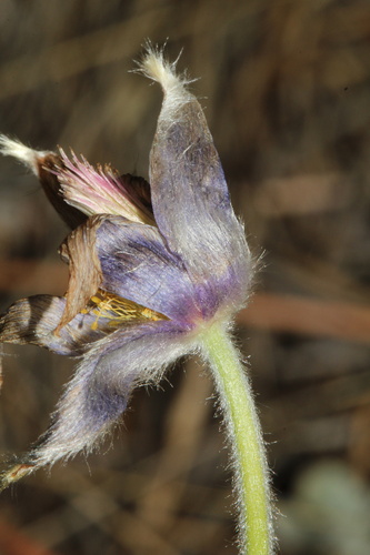 prairie pasqueflower