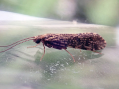Polycentropus flavomaculatus
