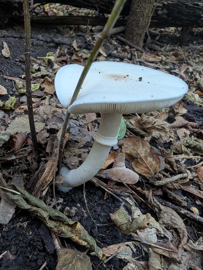 White Dapperling · September 2026 · photo: Photo: no rights reserved · iNaturalist