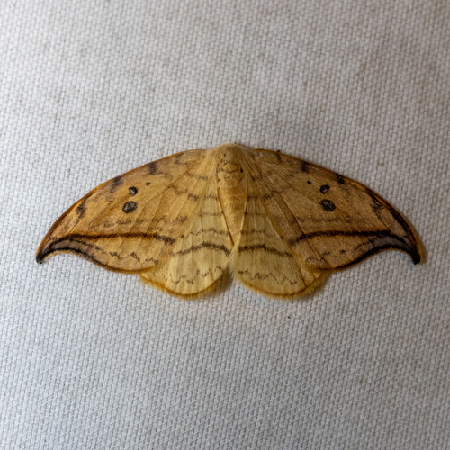 Arched Hooktip Moth photo 6