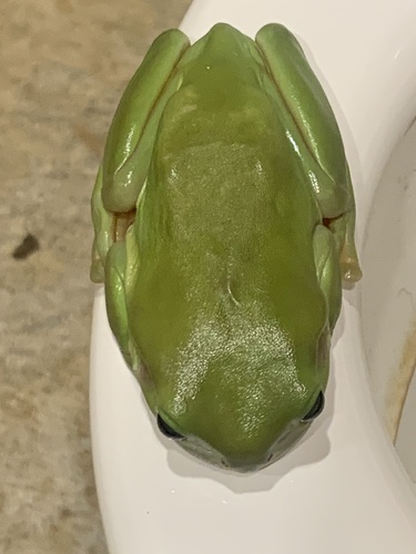 Green Tree Frog