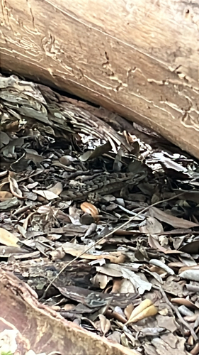 Texas Spiny Lizard