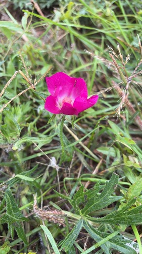 Callirhoe involucrata, 2026-09-27