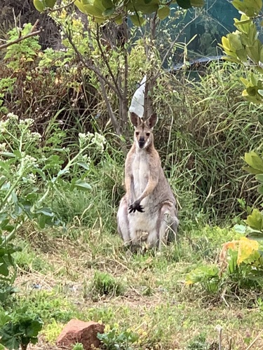 Red-necked Wallaby