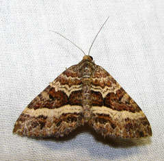 Chrysolarentia vicissata