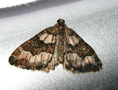 Chrysolarentia gypsomela