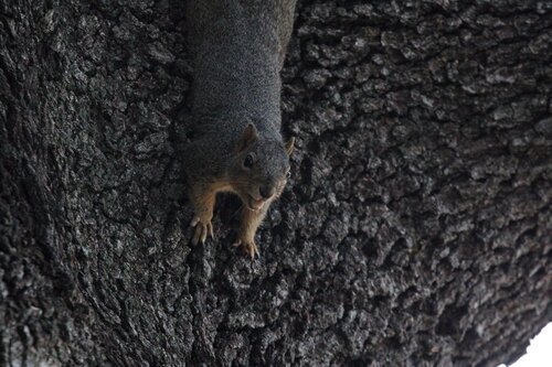 Eastern Fox Squirrel
