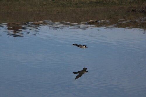 Mallard