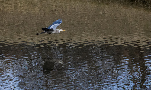 Great Blue Heron