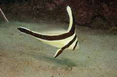Eques lanceolatus