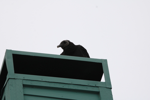 Black Vulture