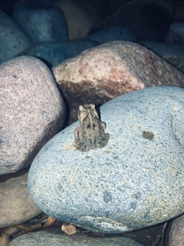 Gulf Coast Toad