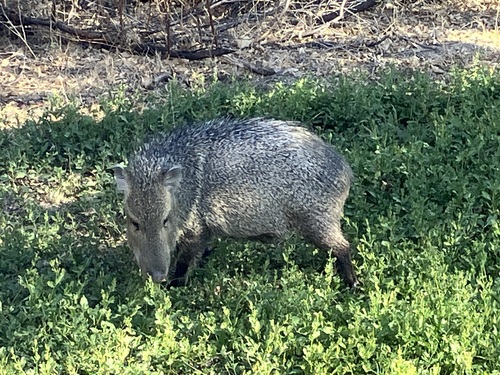 Collared Peccary