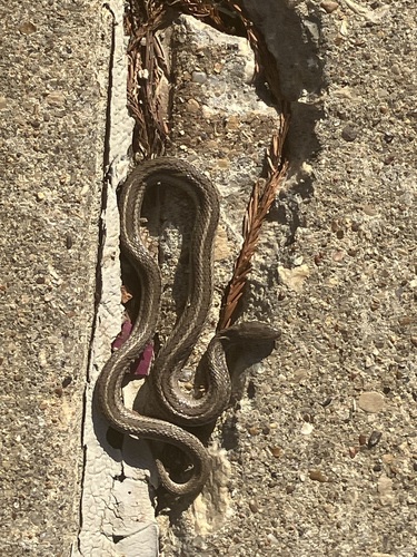 Lined Snake