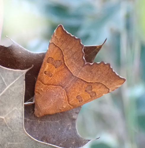 Scalloped Sallow photo 6