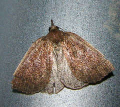 Authaemon stenonipha