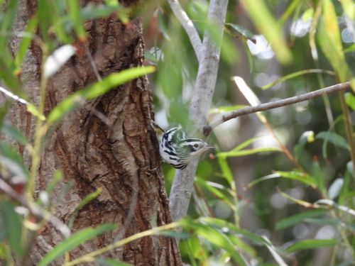 Black-and-white Warbler