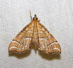 Musotima ochropteralis