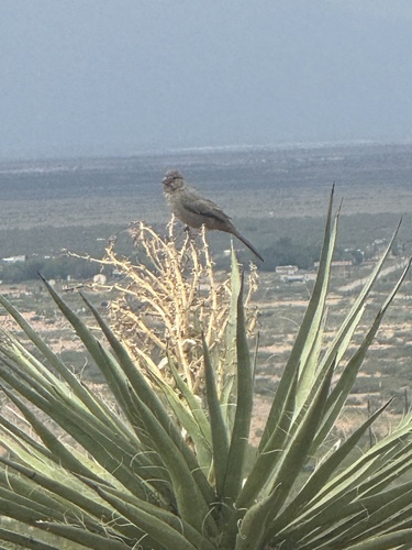 Canyon Towhee