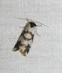 Thallarcha albicollis