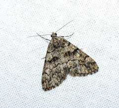 Lipogya exprimataria