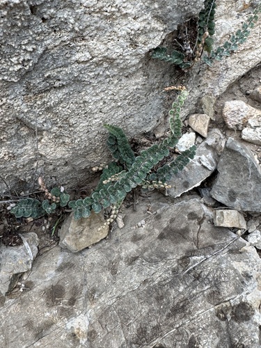 Astrolepis cochisensis, 2026-09-28