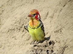 Trachyphonus erythrocephalus