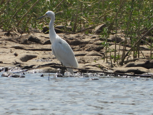 Snowy Egret