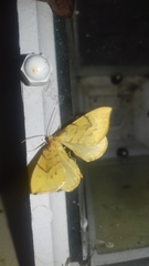 Gandaritis pyraliata