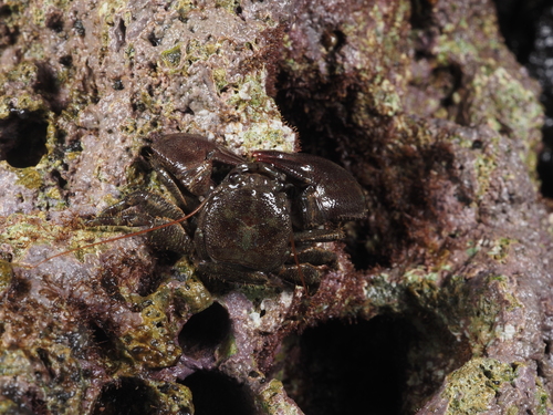 Petrolisthes lamarckii observed 2022-02-28