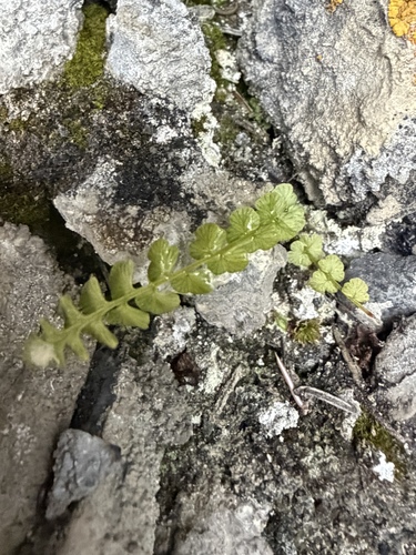 Woodsia glabella observed 2026-08-27