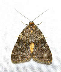 Parelictis saleuta
