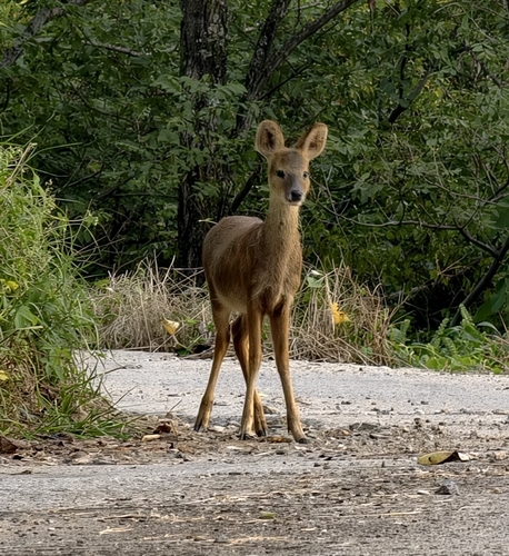 Korean Water Deer