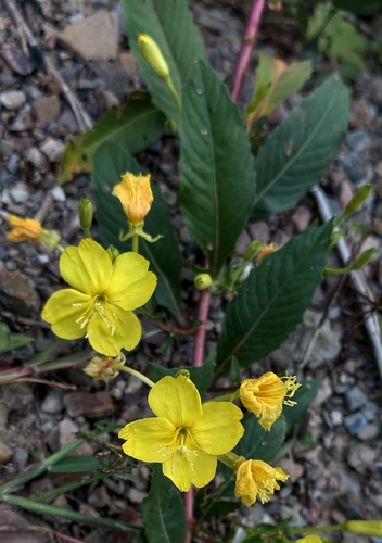 common evening-primrose